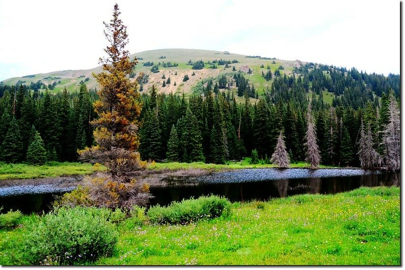 A pond along the trail 5