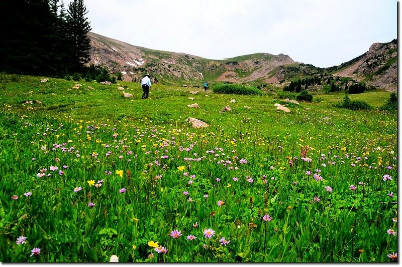 Wildflowers blooming along the trail (22)