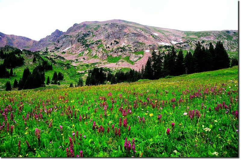 Wildflowers blooming along the trail (1)