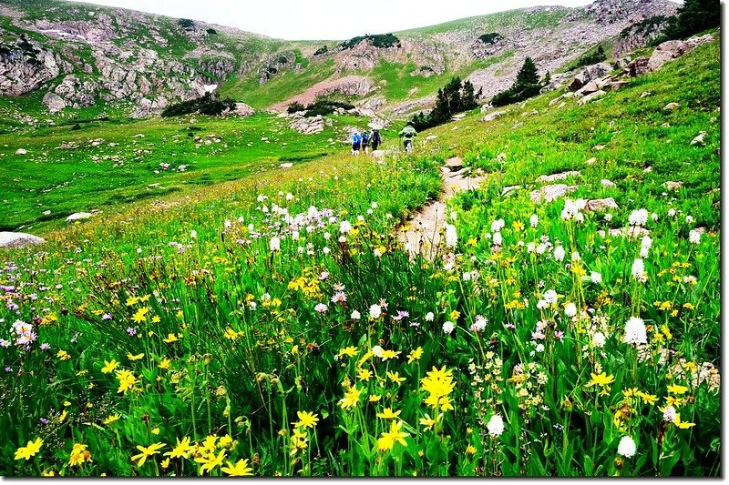 Wildflowers blooming along the trail (4)