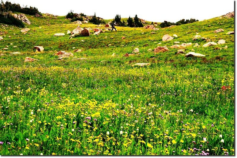 Wildflowers blooming along the trail (6)