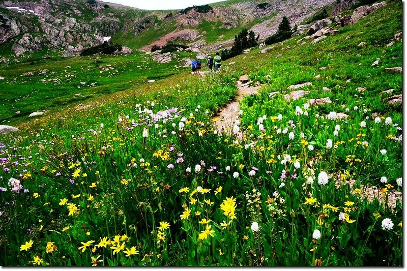 Wildflowers blooming along the trail (25)