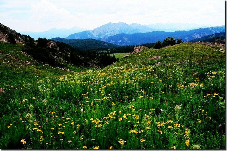 Wildflowers blooming along the trail (26)