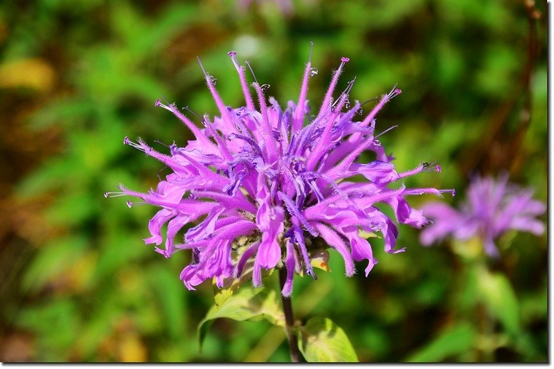 Monarda (Bee Balm、Bergamot、Horsemint)