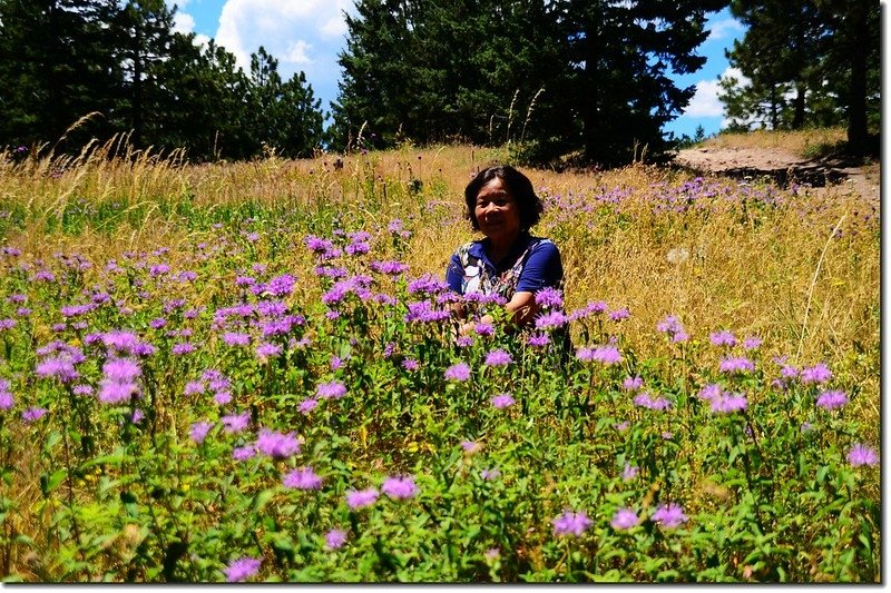 Monarda (Bee Balm、Bergamot、Horsemint) 4