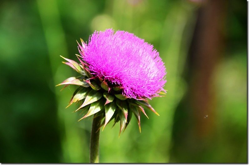 Thistle