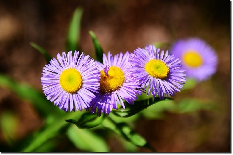 Oregon Daisy