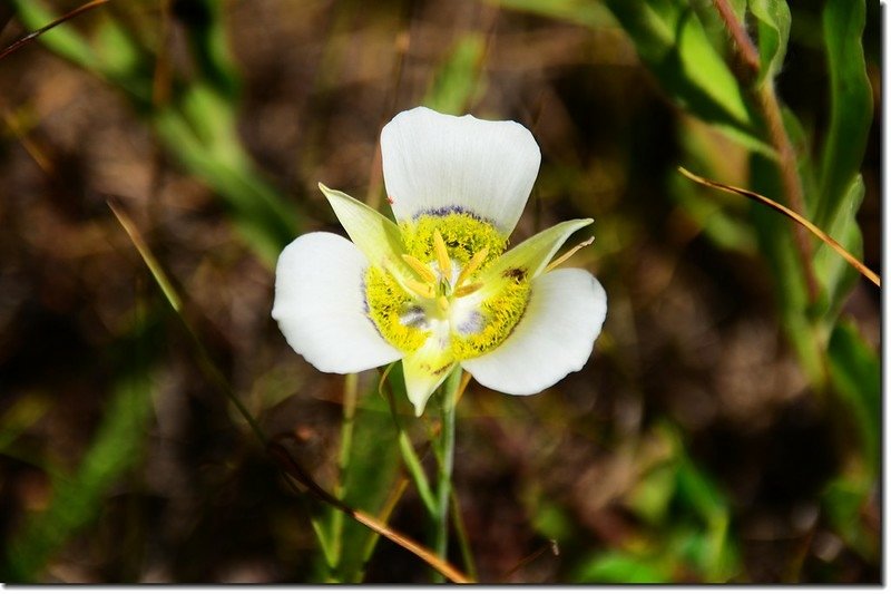 Sage Lily flower 2