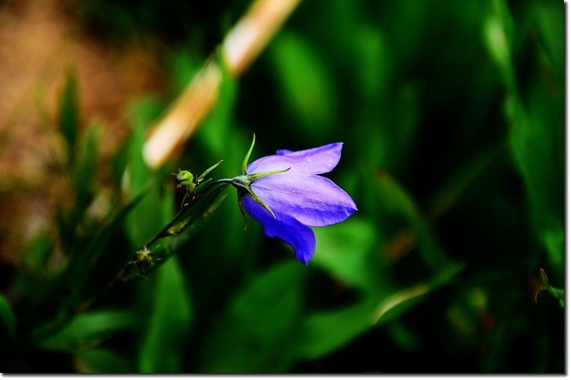 Mountain Harebell