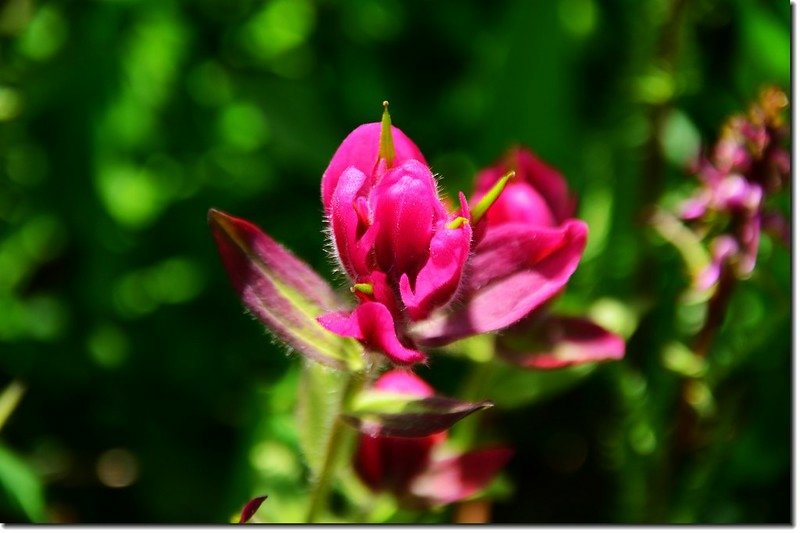 Indian paintbrush flower  (4)