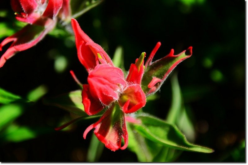 Indian paintbrush flower  (1)