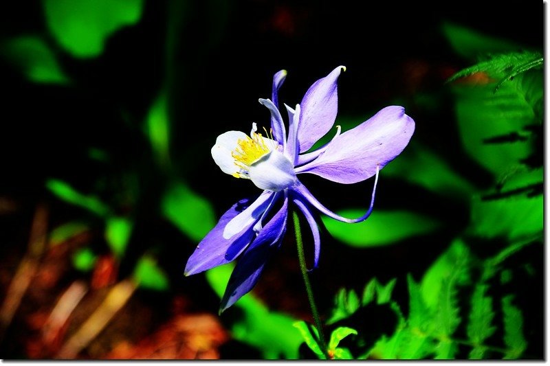 Blue Columbine (14)