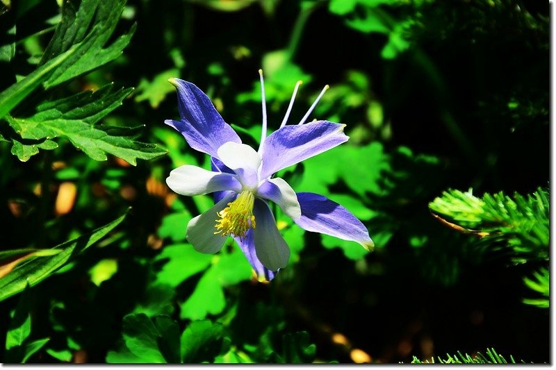 Blue Columbine (10)