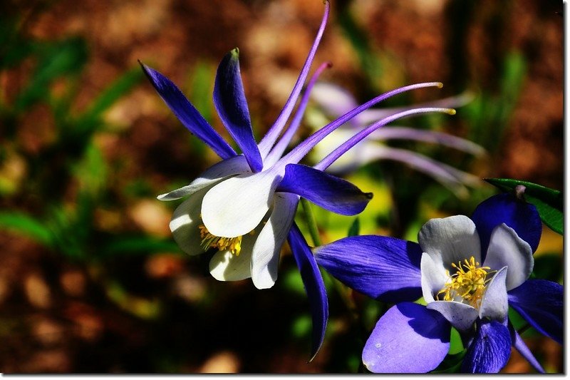 Blue Columbine (2)