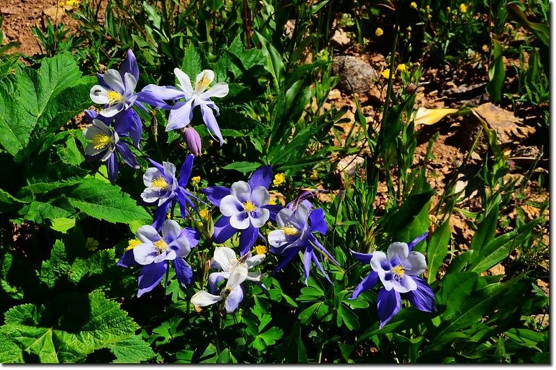 Blue Columbine (3)