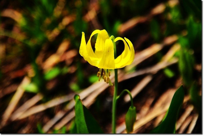 Glacier Lily (4)