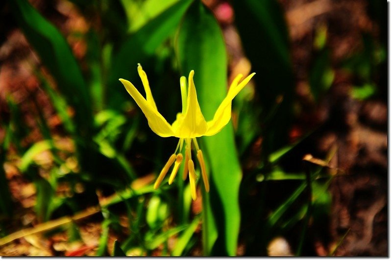 Glacier Lily (7)