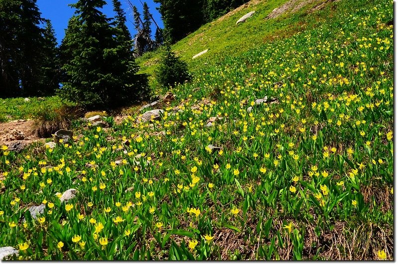 Glacier Lily (9)