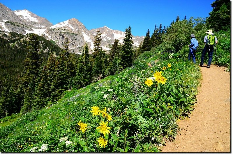 Wildflowers along Arapaho Trail (3)