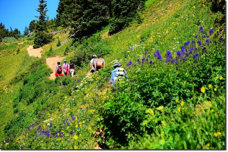 Wildflowers along Arapaho Trail (4)