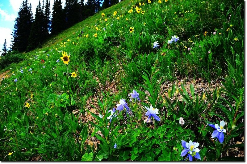 Wildflowers along the Arapaho Pass trail  (7)