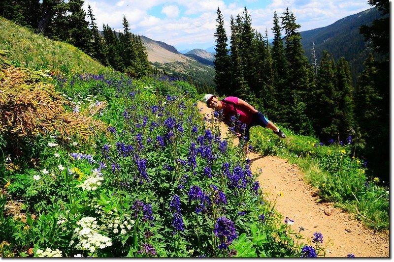 Wildflowers along Arapaho Trail (11)