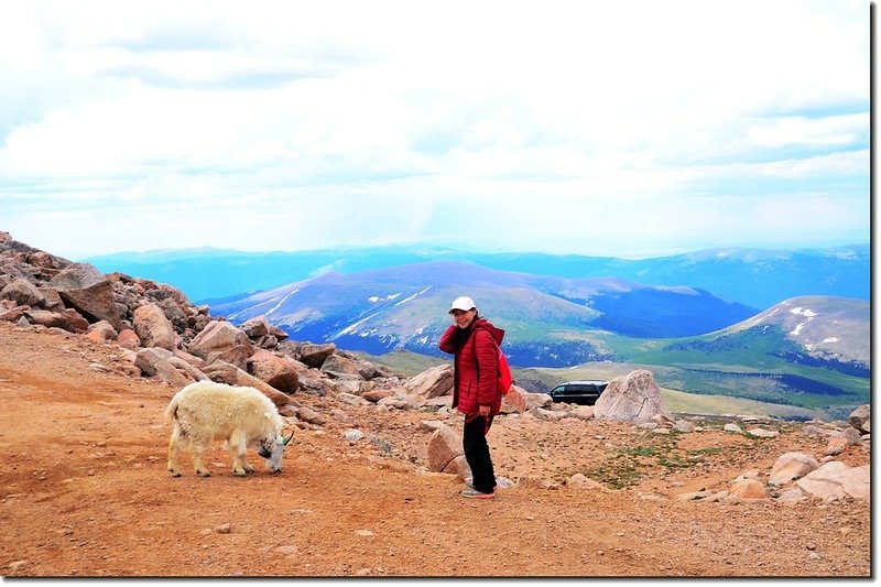 Mountain Goat 2