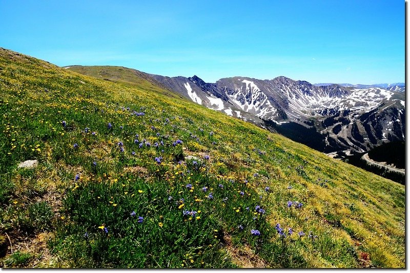 Wildflower Blooming along the hiking trail 5