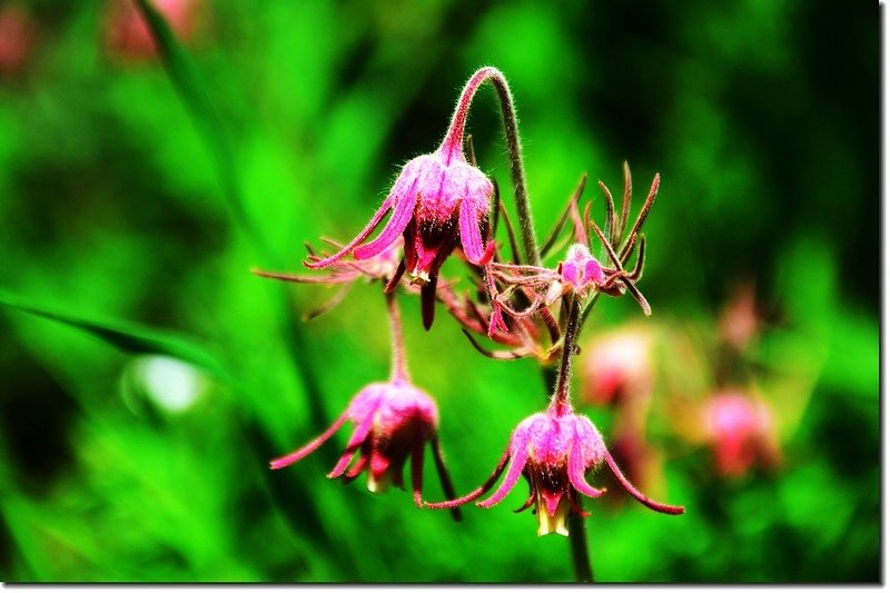 Prairie Smoke(Old Man&apos;s Whiskers)