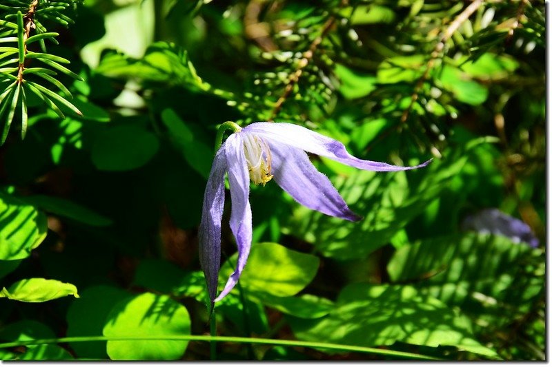 Blue virgin&apos;s bower