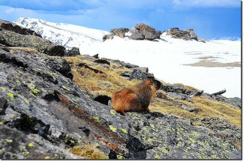 marmot 3