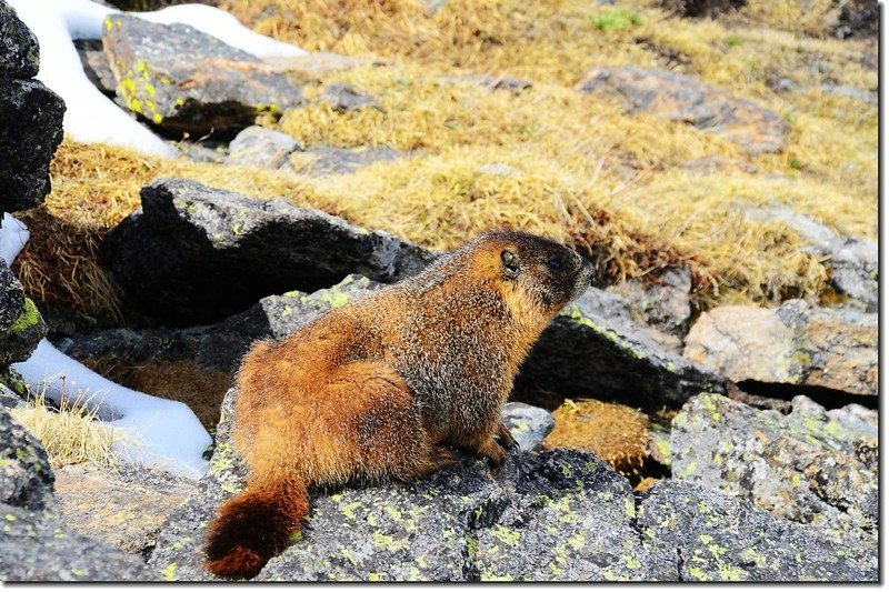 marmot 2