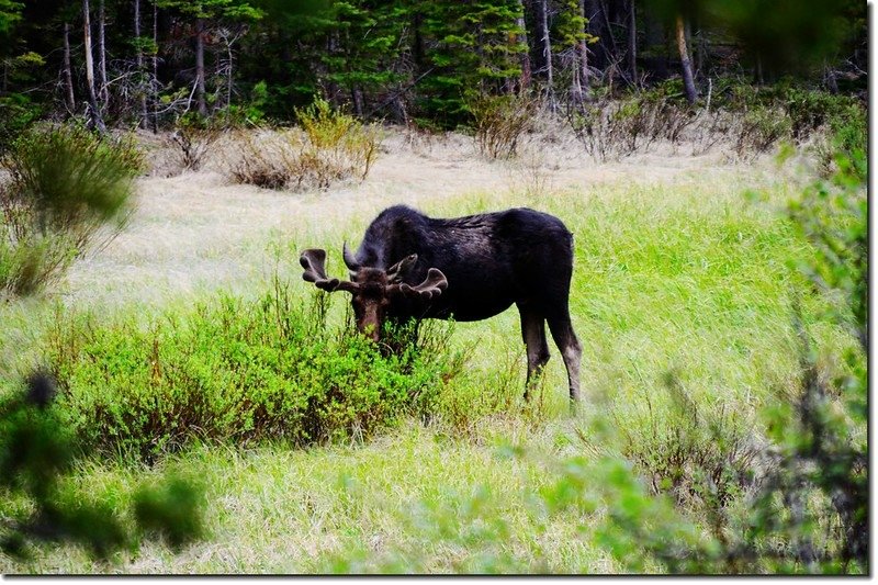 moose 3