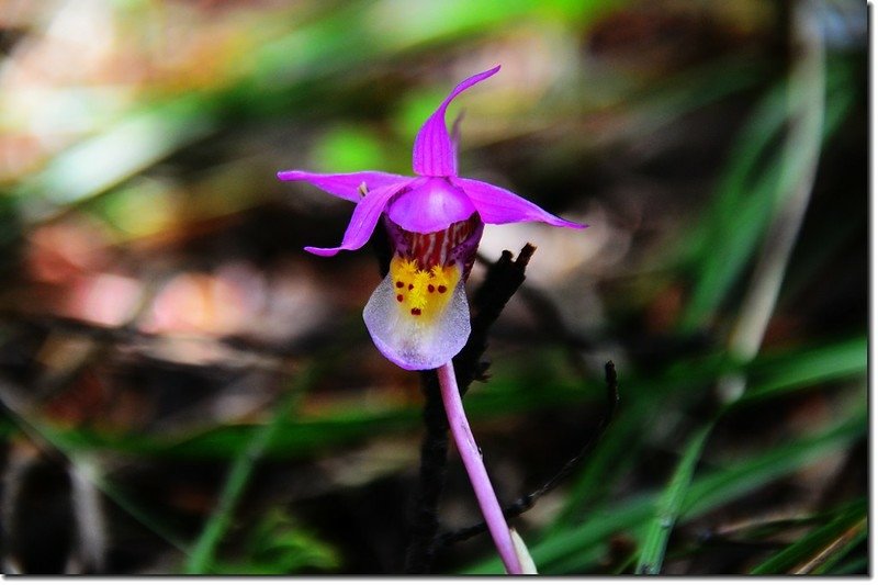 Calypso Orchid(Fairy Slipper Orchid) (4)