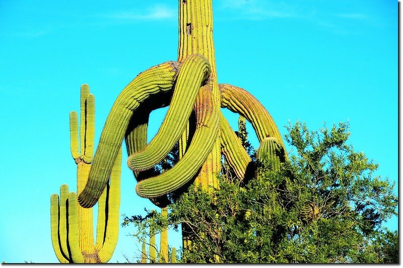 Saguaros growing along the Desert Discovery Nature Trail 5