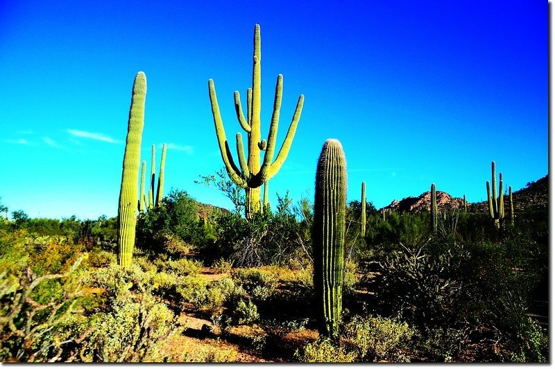 Saguaros growing on the national park 1