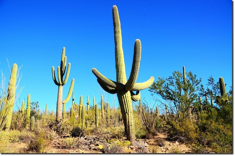 Saguaros growing along the Valley View Overlook Trail 9