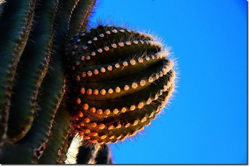 Saguaros growing along the Valley View Overlook Trail 8