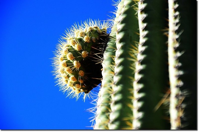 Saguaros growing along the Valley View Overlook Trail 7