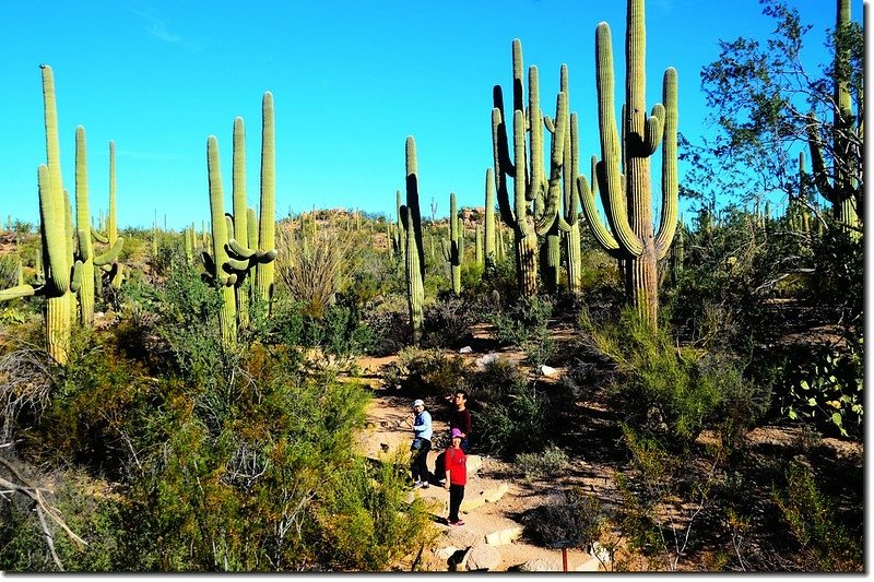 Saguaros growing along the Valley View Overlook Trail 5