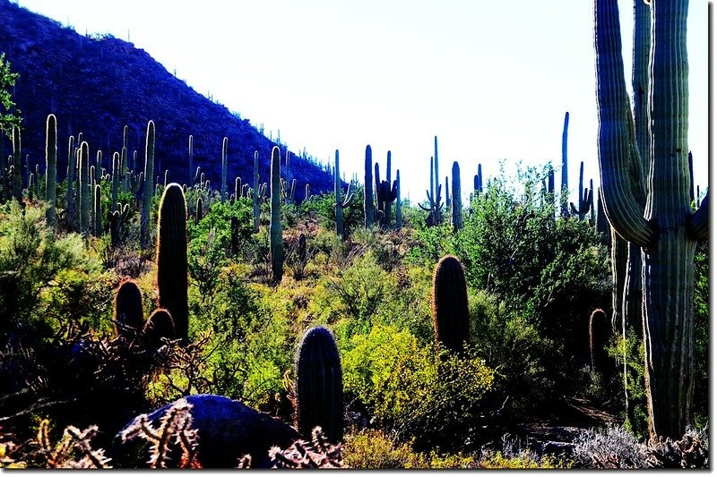 Saguaros growing on the national park 2