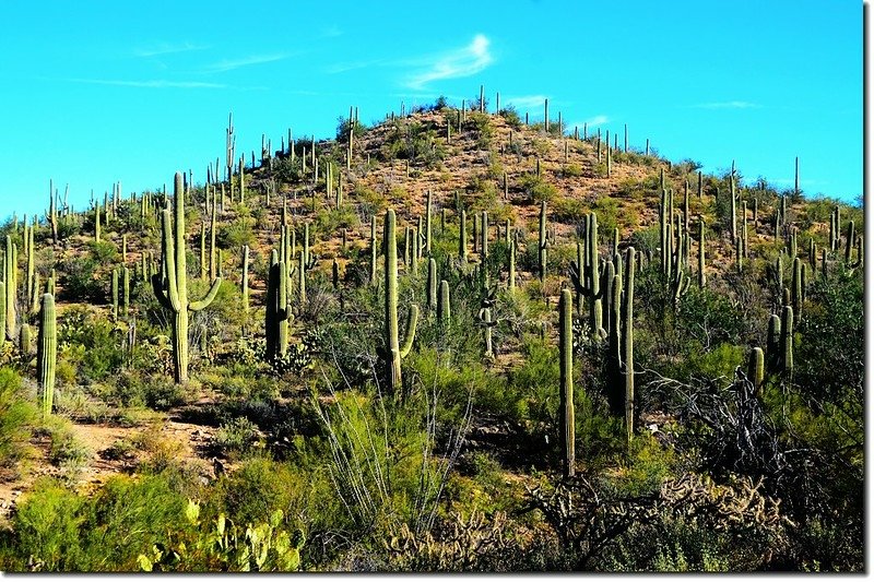 Saguaros growing along the Valley View Overlook Trail 3