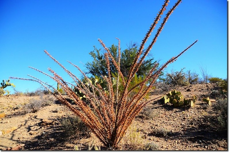 ocotillo