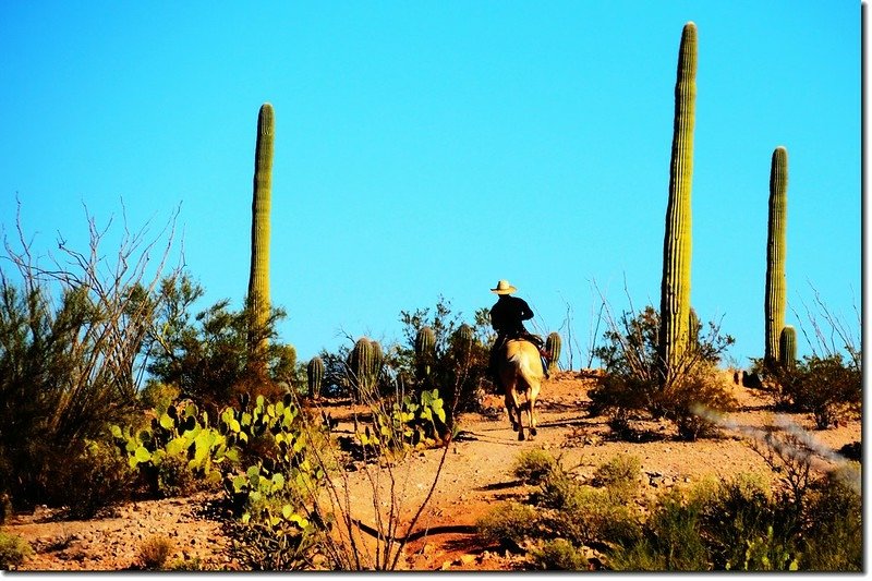 Rider on the trail