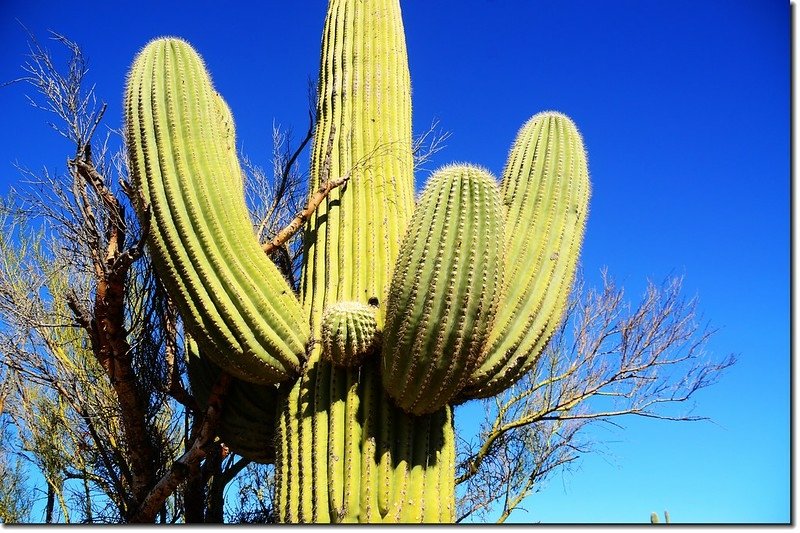 Saguaros growing on the Rincon Mountain District 6