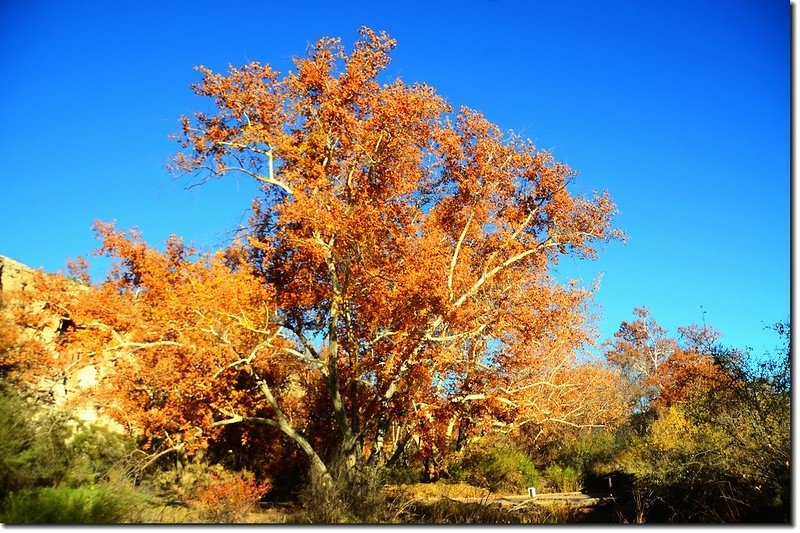 Arizona Sycamore 2