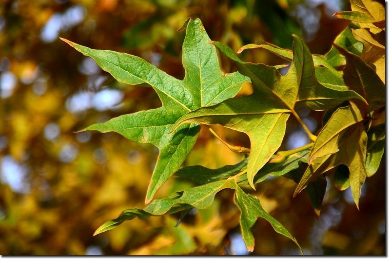 Arizona Sycamore (leaves)