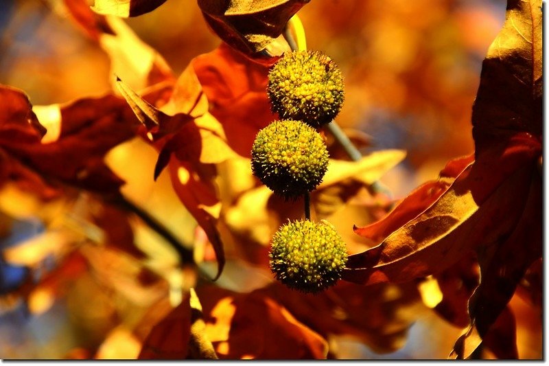 Arizona Sycamore (fruit)