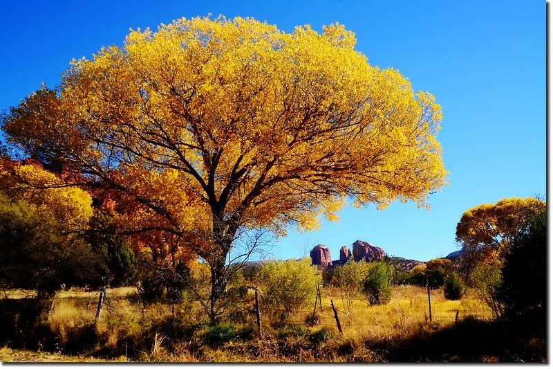 Cottonwood &amp; Cathedral Rock  (6)