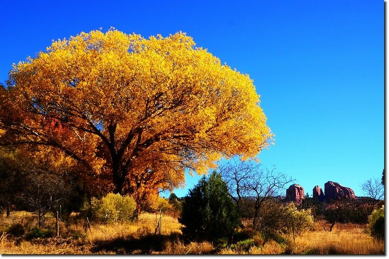 Cottonwood &amp; Cathedral Rock  (9)